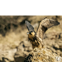 گونه لیل Eurasian Hobby